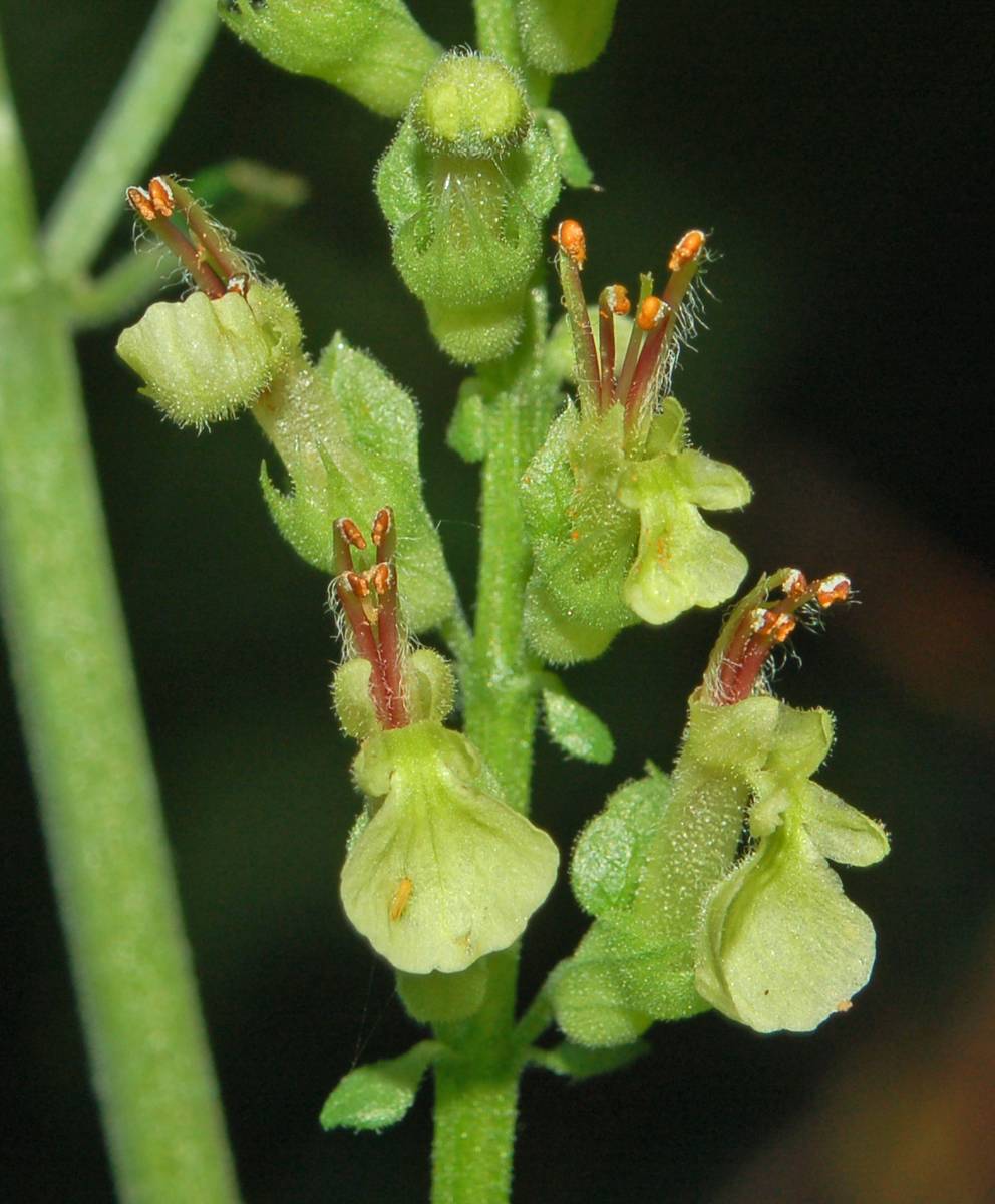Teucrium scorodonia / Camedrio scorodonia
